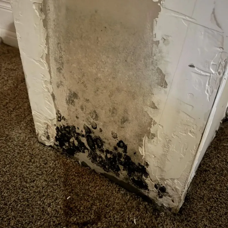 Professional Mold Removal in Mount Pleasant, UT